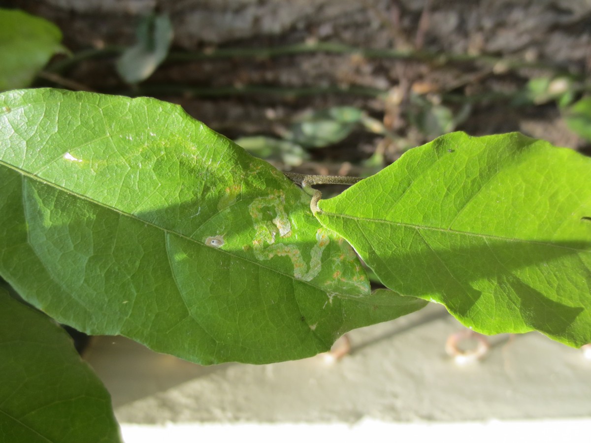 Pyrenacantha volubilis Wight